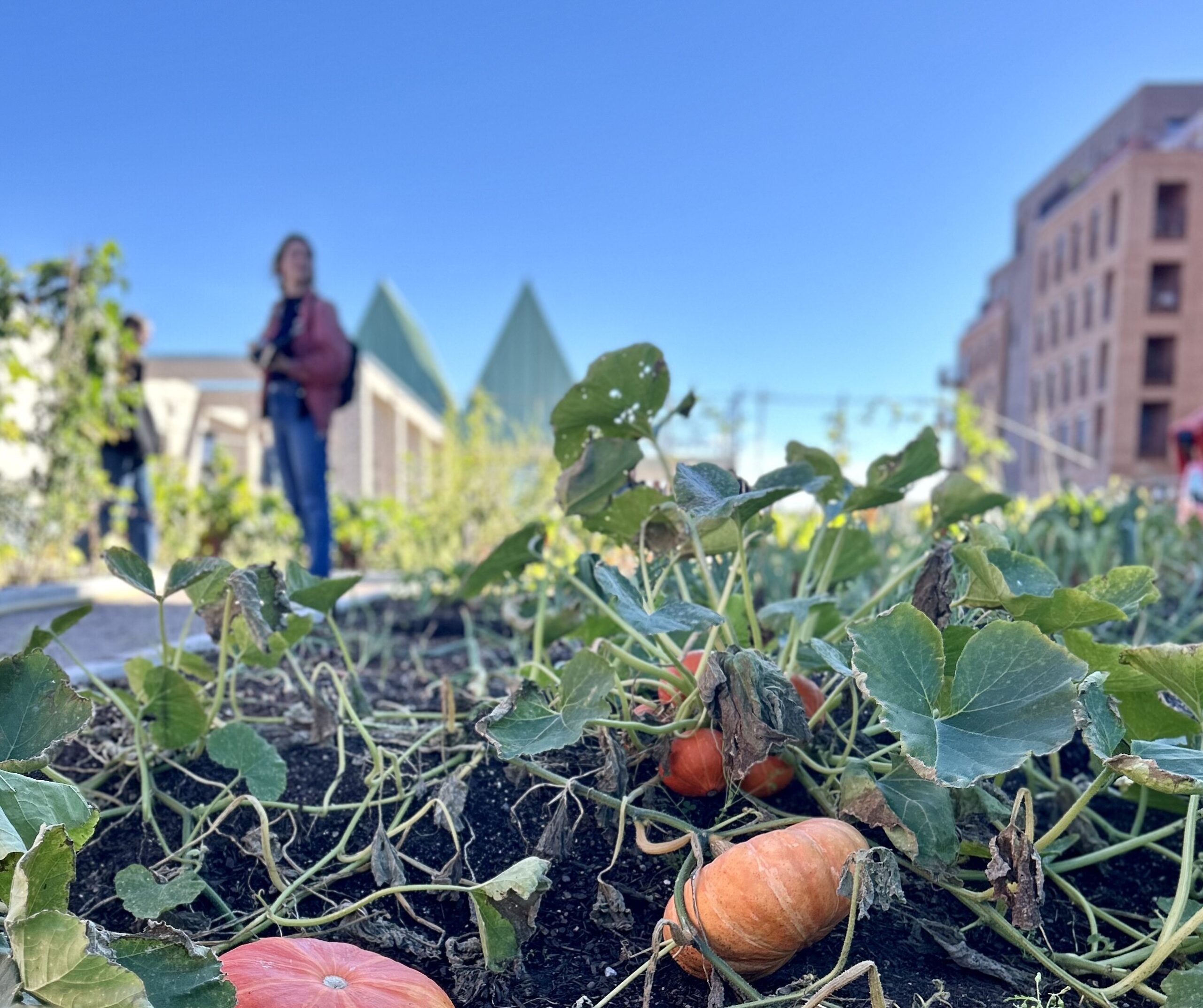 Nansenløkka i Bærum dyrkningshage med Futurebuilt