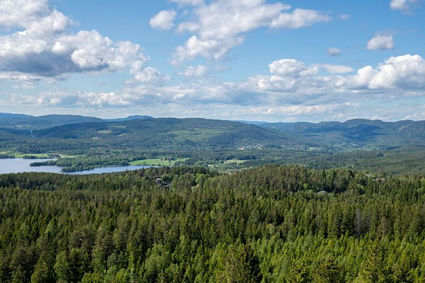 Aerial view of a dense green forest with a lake and rolling hills in the distance under a blue sky with scattered clouds